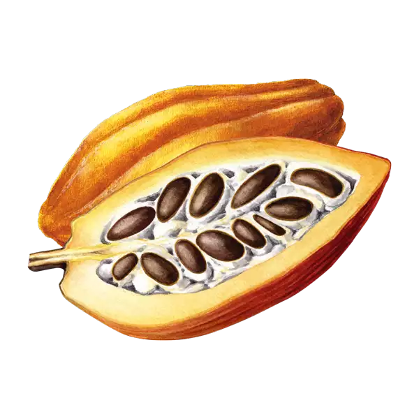 Illustration einer Kakaofrucht